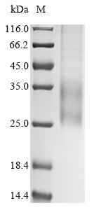Recombinant Human Interleukin-31 (IL31)