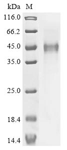 Recombinant Human Inducible T-cell costimulator (ICOS), partial