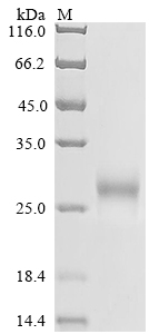 Recombinant Human Low affinity immunoglobulin gamma Fc region receptor II-b (FCGR2B), partial