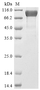 Recombinant Human Mucin-16 (MUC16), partial