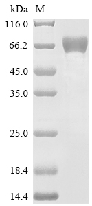 Recombinant Rat Complement factor D (Cfd)