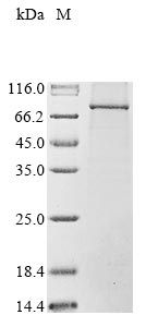 Recombinant Human Nuclear cap-binding protein subunit 1 (NCBP1)