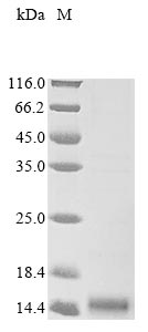 Recombinant Crotalus atrox Phospholipase A2, partial