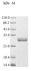 Recombinant Mouse Fin bud initiation factor homolog (Fibin)