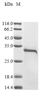 Recombinant Crotalus atrox Snake venom serine protease catroxase-2