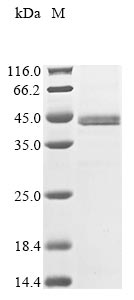 Recombinant Human Sestrin-3 (SESN3), partial