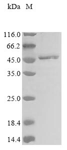 Recombinant Solanum melongena Anthocyanidin 3-O-glucosyltransferase (GT)