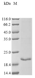 Recombinant Rickettsia rickettsii 17 kDa surface antigen (omp)