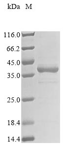 Recombinant Danio rerio Interferon-induced GTP-binding protein MxA (mxa), partial