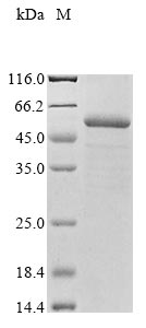 Recombinant Arabidopsis thaliana UDP-glycosyltransferase 72E2 (UGT72E2)