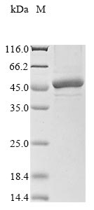 Recombinant Pantoea ananas Zeaxanthin glucosyltransferase (crtX)