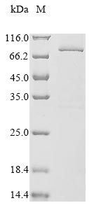Recombinant Human Dystroglycan (DAG1), partial