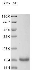 Recombinant Mouse Group 10 secretory phospholipase A2 (Pla2g10)