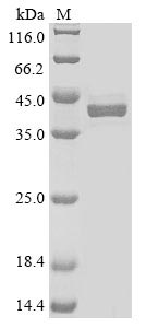 Recombinant Mouse Alpha-2-macroglobulin receptor-associated protein (Lrpap1), partial