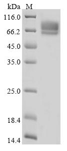 Recombinant Mouse Desmoglein-3 (Dsg3), partial