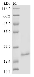 Recombinant Mouse Alpha-2-macroglobulin receptor-associated protein (Lrpap1), partial (H294F,H296F,Y297C,H305F)