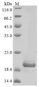 Recombinant Mouse Alpha-2-macroglobulin receptor-associated protein (Lrpap1), partial