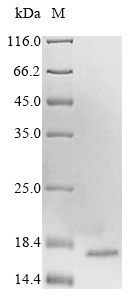 Recombinant Human Fatty acid-binding protein, liver (FABP1)