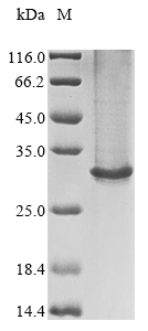 Recombinant Human Gamma-aminobutyric acid receptor subunit beta-2 (GABRB2), partial
