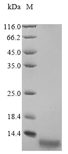 Recombinant Methanothermus fervidus DNA-binding protein HMf-1 (hmfA)