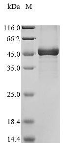 Recombinant Human tRNA methyltransferase 10 homolog C (TRMT10C)