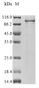 Recombinant Human herpesvirus 1 Envelope glycoprotein B (gB), partial