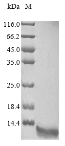 Recombinant Methanothermus fervidus DNA-binding protein HMf-2 (hmfB)