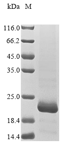 Recombinant Drosophila melanogaster Probable insulin-like peptide 7 (Ilp7)