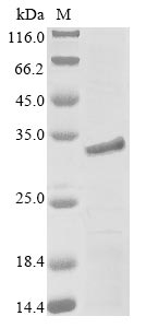 Recombinant Mouse Myocilin (Myoc), partial