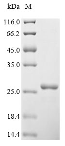 Recombinant Human Vascular endothelial growth factor A (VEGFA)