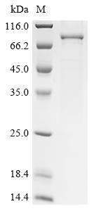 Recombinant Human Carcinoembryonic antigen-related cell adhesion molecule 5(CEACAM5)