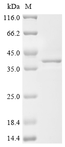 Recombinant Mouse Single-stranded DNA cytosine deaminase (Aicda)