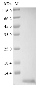Recombinant Methanothermus fervidus DNA-binding protein HMf-2 (hmfB)