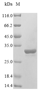 Recombinant Rat High mobility group protein B1 (Hmgb1)
