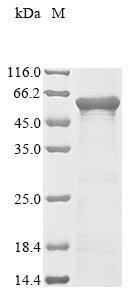 Recombinant Human Hepatocyte nuclear factor 3-alpha (FOXA1)