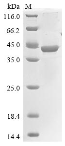 Recombinant Rat Chitinase-3-like protein 1 (Chi3l1)