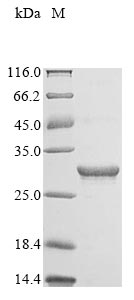 Recombinant Reovirus type 3 Outer capsid protein lambda-2 (L2), partial