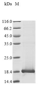 Recombinant Human papillomavirus 11 protein E4 (E4)