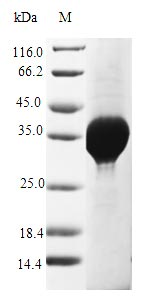 Recombinant Saccharomyces cerevisiae Copper metallothionein 1-1 (CUP1-1)