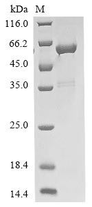 Recombinant Mouse Guanine nucleotide-binding protein G (i) subunit alpha-2 (Gnai2)