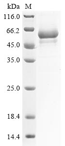 Recombinant Mouse Alpha- (1,3)-fucosyltransferase 7 (Fut7), partial