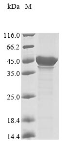 Recombinant Human Transcription initiation factor TFIID subunit 7-like (TAF7L)
