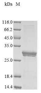 Recombinant Mouse Protein canopy homolog 2 (Cnpy2)