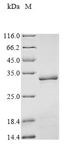 Recombinant Human Peroxisomal biogenesis factor 3 (PEX3), partial