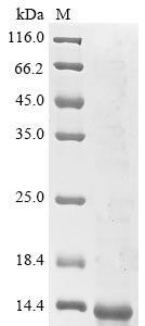 Recombinant Human Tumor necrosis factor receptor superfamily member 17 (TNFRSF17), partial