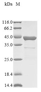 Recombinant Staphylococcus aureus Beta-lactam-inducible penicillin-binding protein (pbp), partial