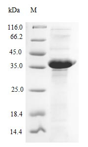 Recombinant Bacillus subtilis Penicillin-binding protein 1A/1B (ponA), partial