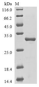 Recombinant Mouse Fin bud initiation factor homolog (Fibin)