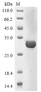 Recombinant Human Mucin-16 (MUC16), partial