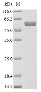 Recombinant Streptococcus pneumoniae serotype 4 Pneumolysin (ply)